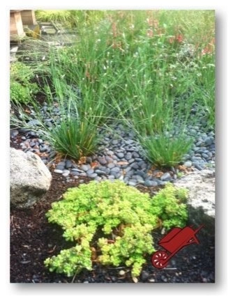 Rain Gardens by Wheel & Barrow Landscape Design & Maintenance - Photo 2
