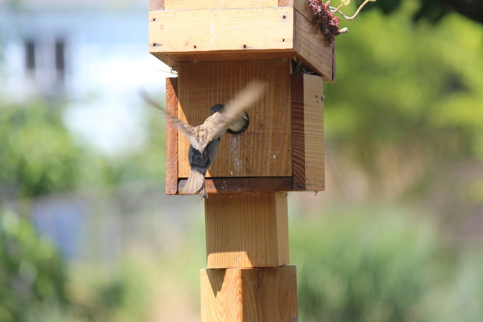 Green Roof Birdhouse by Wheel & Barrow Landscape Design & Maintenance - Photo 7