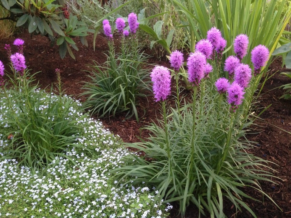 Perennial Gardens by Wheel & Barrow Landscape Design & Maintenance - Photo 10