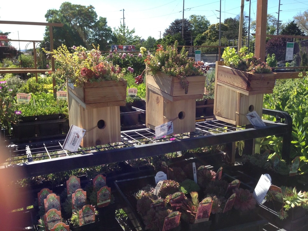 Green Roof Birdhouse by Wheel & Barrow Landscape Design & Maintenance - Photo 8