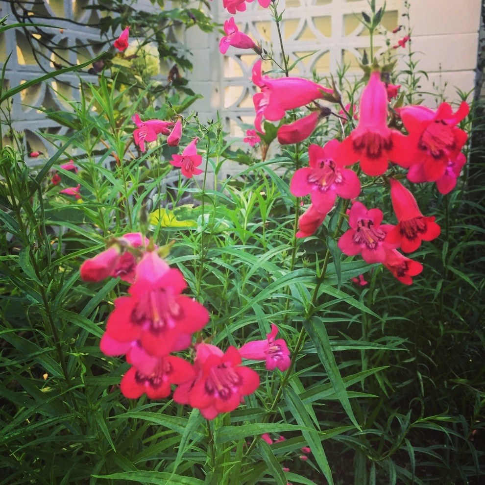 Perennial Gardens by Wheel & Barrow Landscape Design & Maintenance - Photo 12