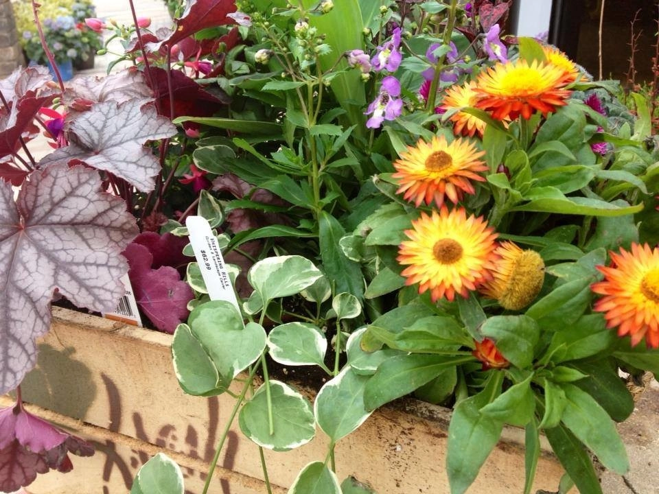 Containers and ideas by Whispering Hills Garden & Landscape Design Center - Photo 18