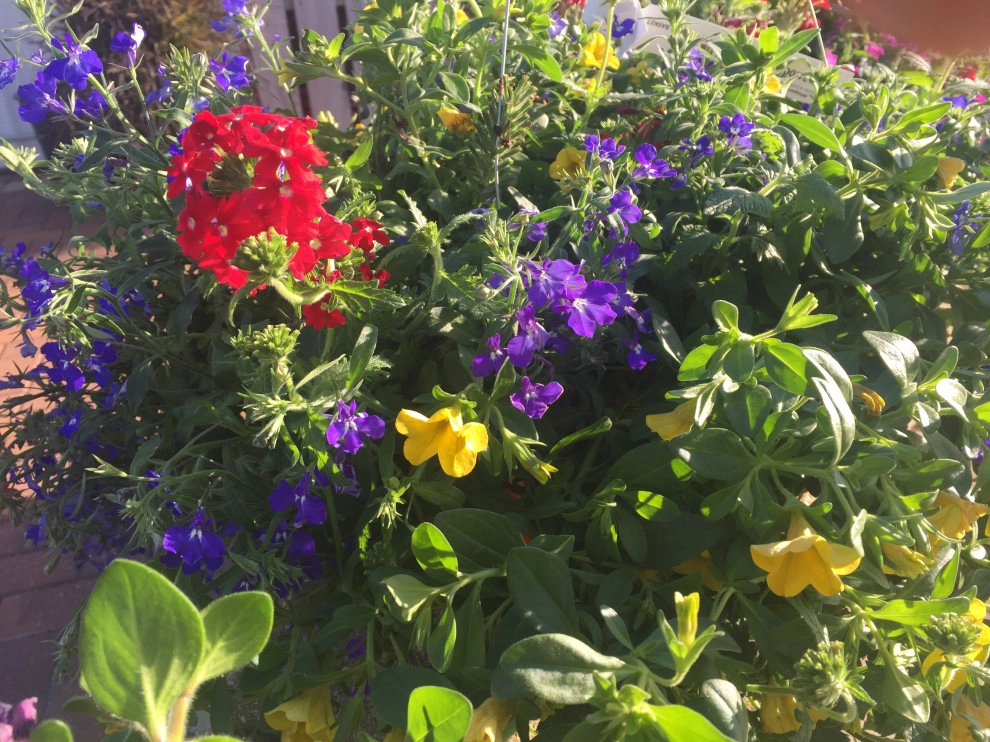 Containers and ideas by Whispering Hills Garden & Landscape Design Center - Photo 4