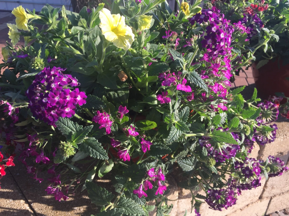 Containers and ideas by Whispering Hills Garden & Landscape Design Center - Photo 17