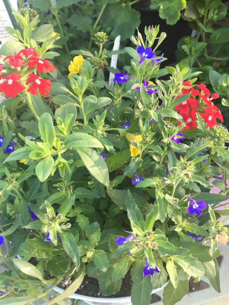 Containers and ideas by Whispering Hills Garden & Landscape Design Center - Photo 23