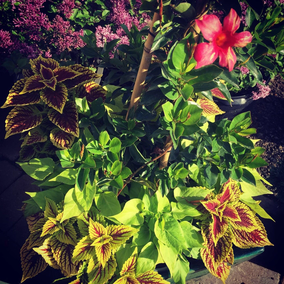 Containers and ideas by Whispering Hills Garden & Landscape Design Center - Photo 3