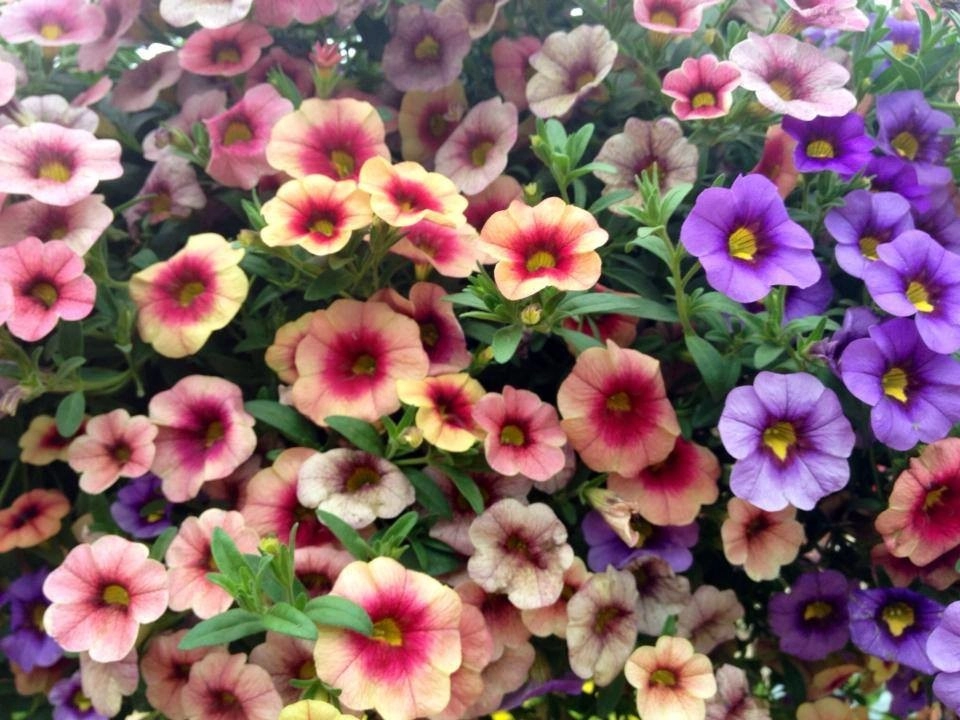 Containers and ideas by Whispering Hills Garden & Landscape Design Center - Photo 9