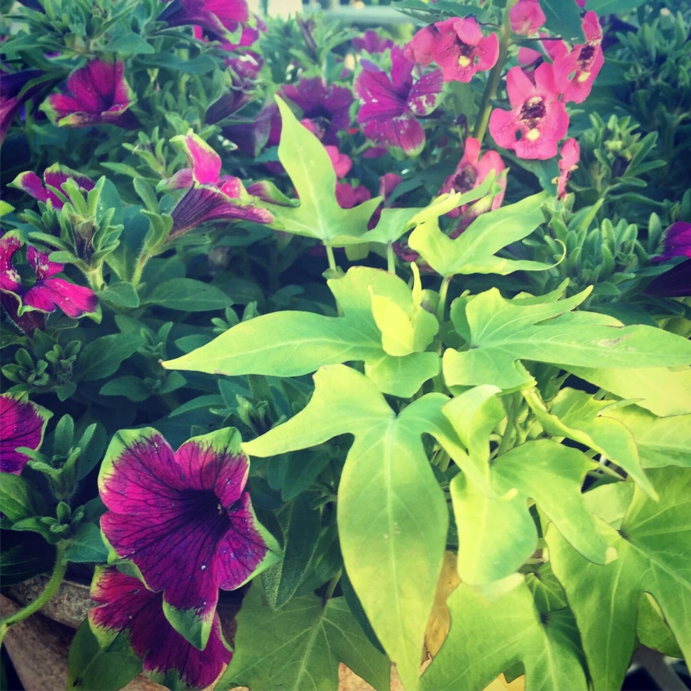 Containers and ideas by Whispering Hills Garden & Landscape Design Center - Photo 10