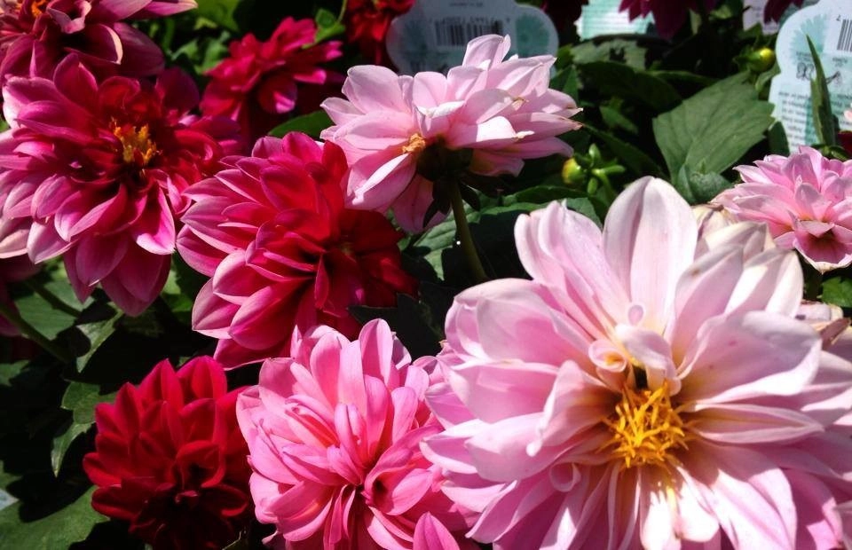 Containers and ideas by Whispering Hills Garden & Landscape Design Center - Photo 24