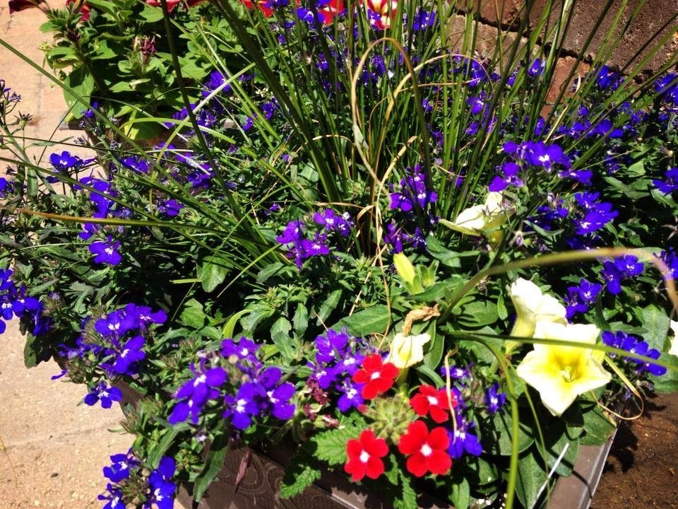 Containers and ideas by Whispering Hills Garden & Landscape Design Center - Photo 6