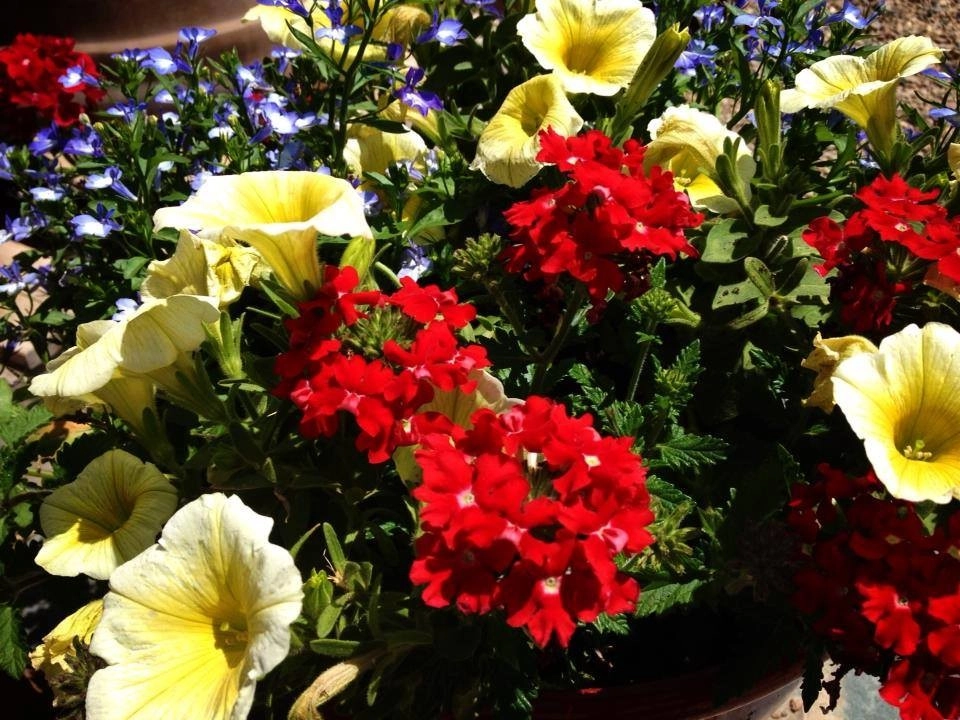 Containers and ideas by Whispering Hills Garden & Landscape Design Center - Photo 22