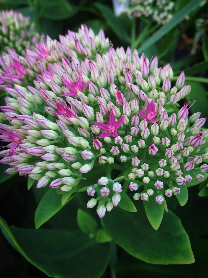 Bold Perennials by Whispering Hills Garden & Landscape Design Center - Photo 3