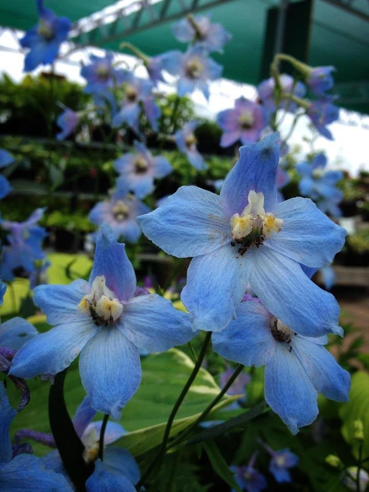 Bold Perennials by Whispering Hills Garden & Landscape Design Center - Photo 6