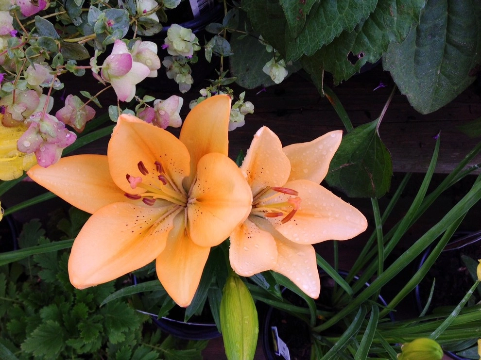 Bold Perennials by Whispering Hills Garden & Landscape Design Center - Photo 12