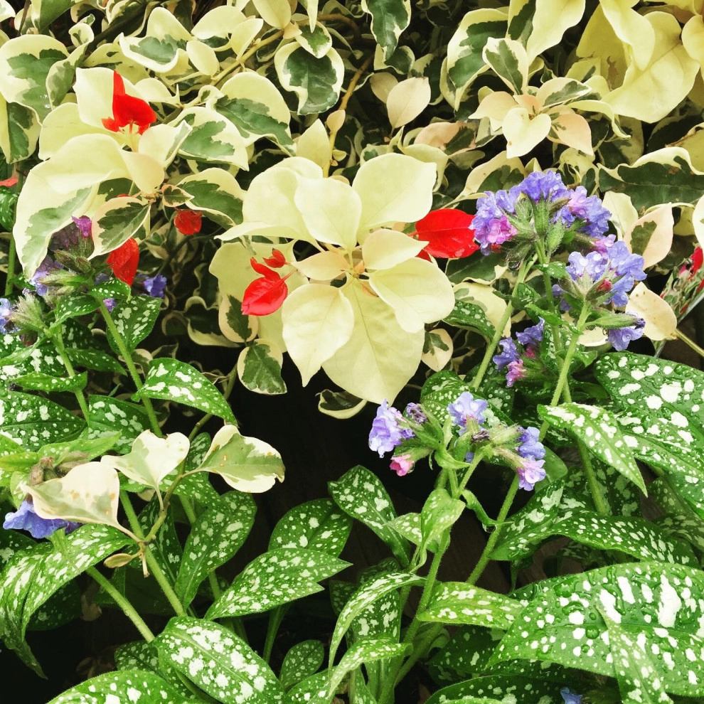 Containers and ideas by Whispering Hills Garden & Landscape Design Center - Photo 8