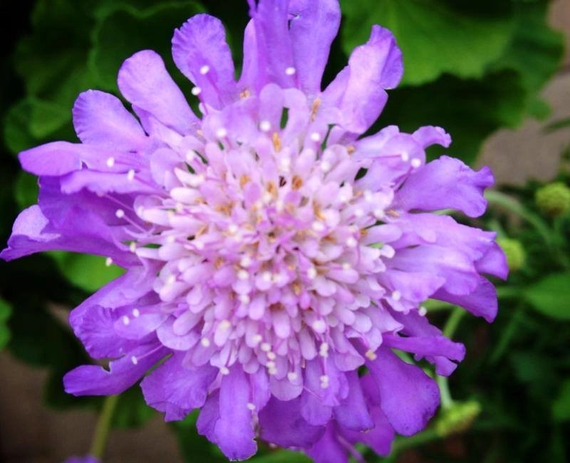 Bold Perennials by Whispering Hills Garden & Landscape Design Center - Photo 5