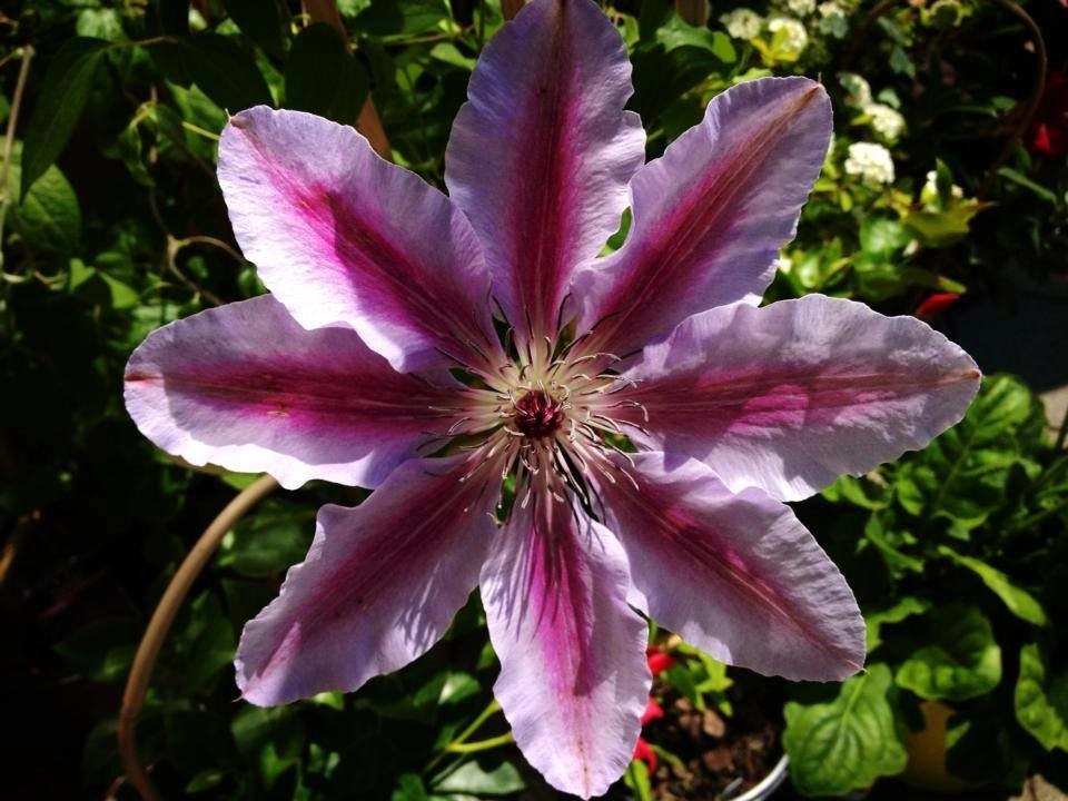 Bold Perennials by Whispering Hills Garden & Landscape Design Center - Photo 2