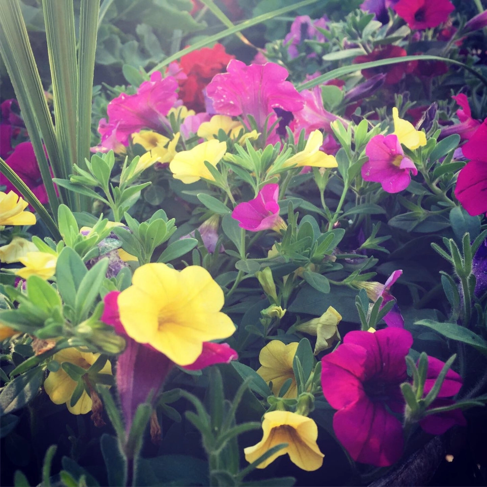 Containers and ideas by Whispering Hills Garden & Landscape Design Center - Photo 13
