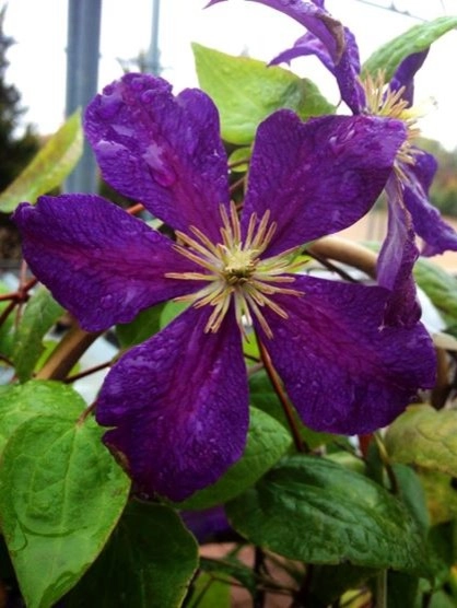 Bold Perennials by Whispering Hills Garden & Landscape Design Center - Photo 9