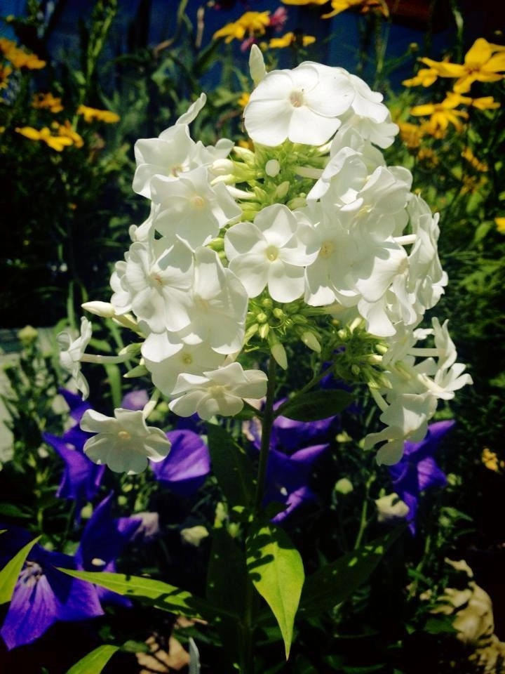 Bold Perennials by Whispering Hills Garden & Landscape Design Center - Photo 10
