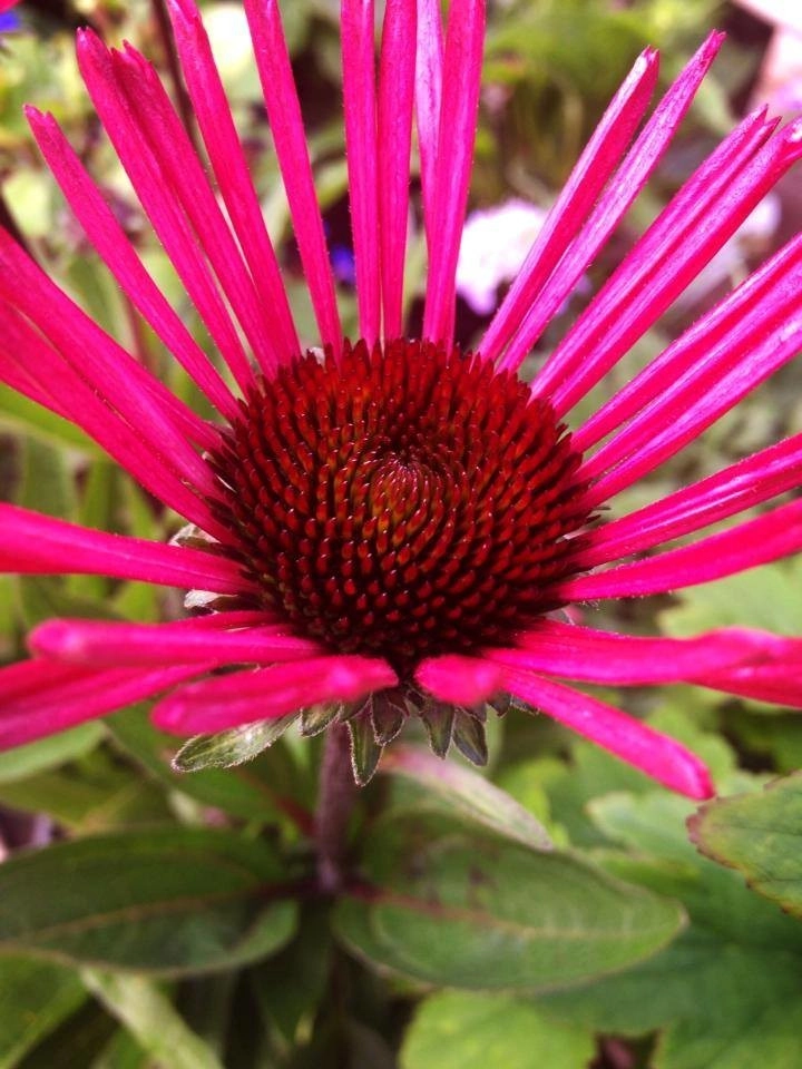 Bold Perennials by Whispering Hills Garden & Landscape Design Center - Photo 8
