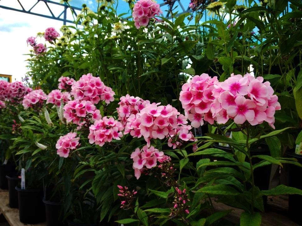 Bold Perennials by Whispering Hills Garden & Landscape Design Center - Photo 13