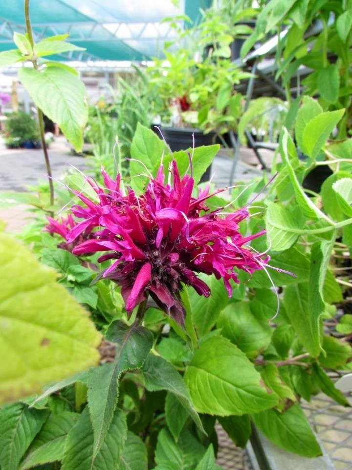 Bold Perennials by Whispering Hills Garden & Landscape Design Center - Photo 7
