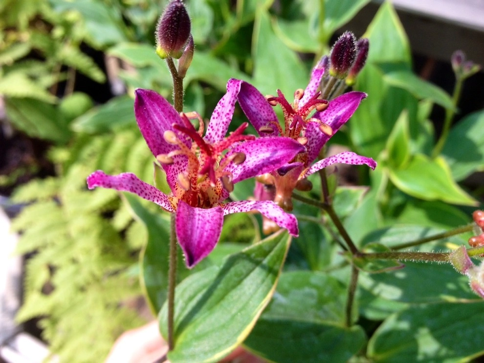 Bold Perennials by Whispering Hills Garden & Landscape Design Center - Photo 11