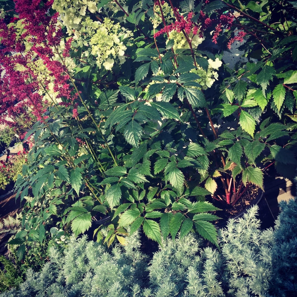 Containers and ideas by Whispering Hills Garden & Landscape Design Center - Photo 20