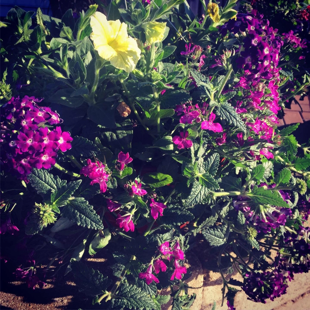 Containers and ideas by Whispering Hills Garden & Landscape Design Center - Photo 7