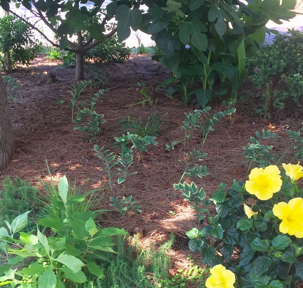 Narrow Oceanfront Lot by Wild Works Of Whimsy, LLC - Photo 3