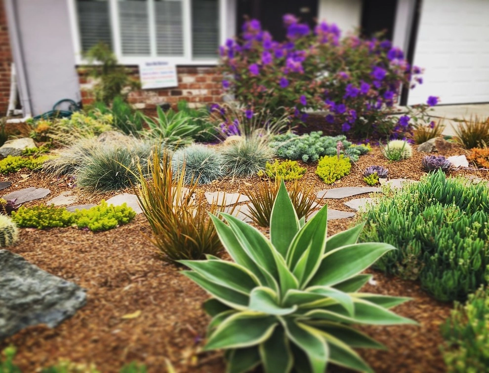 Succulent Paradise by Wildwood Landscapes + Design - Photo 3