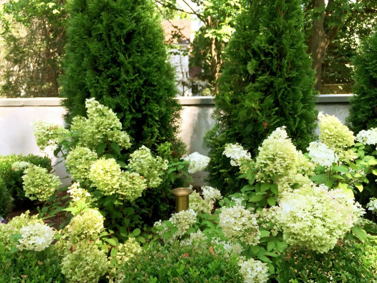Green and White Garden by Winston Fayer Landscape Design - Photo 3