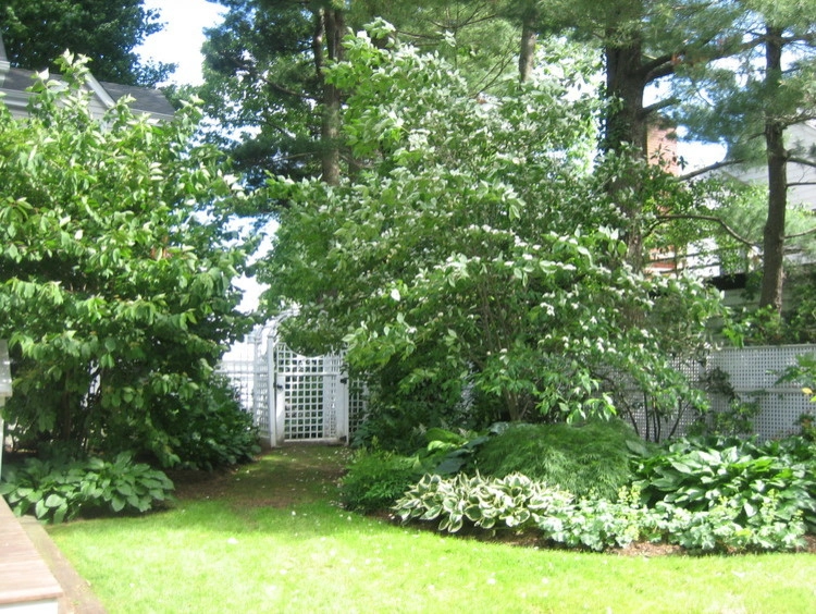 Larchmont Backyard by Winston Fayer Landscape Design - Photo 2