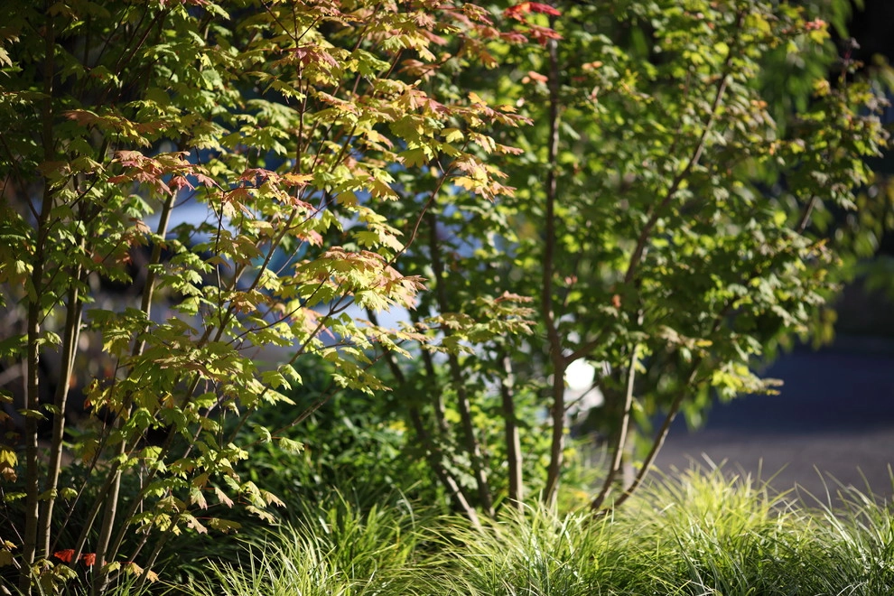 Wittman Estes Landscape - Photo 5