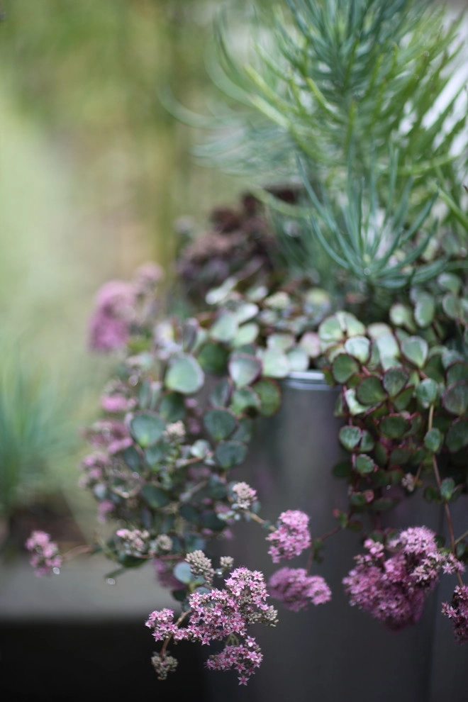Broadview Garden by Wittman Estes Landscape - Photo 11