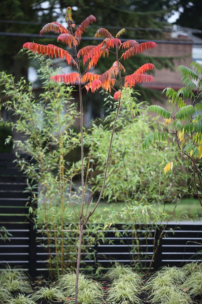 Broadview Garden by Wittman Estes Landscape - Photo 9