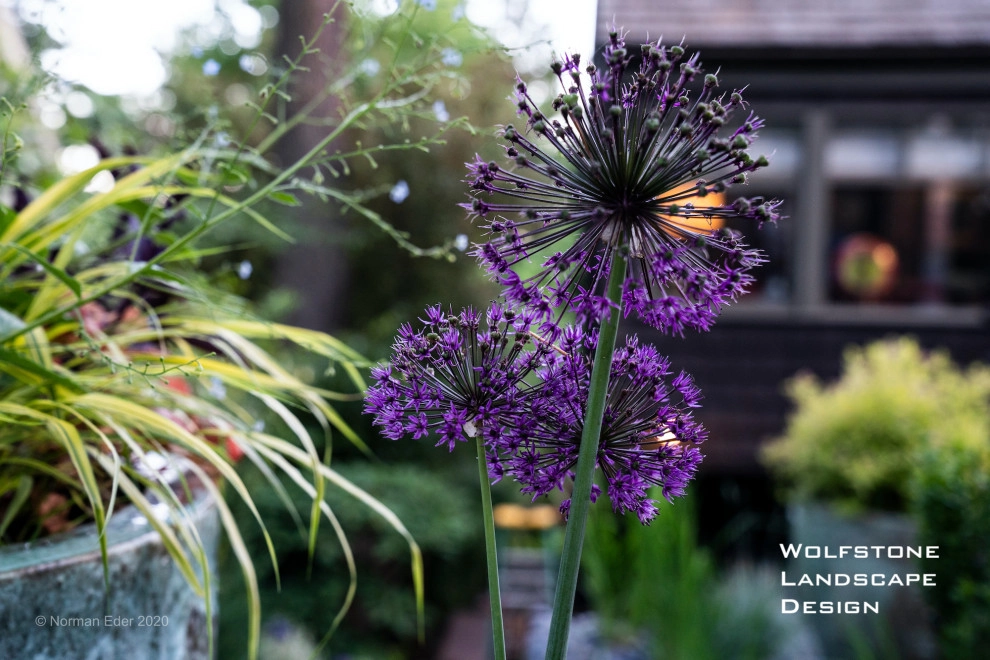 Wolfstone Hillside Artist's Garden by Wolfstone Landscape Design - Photo 7
