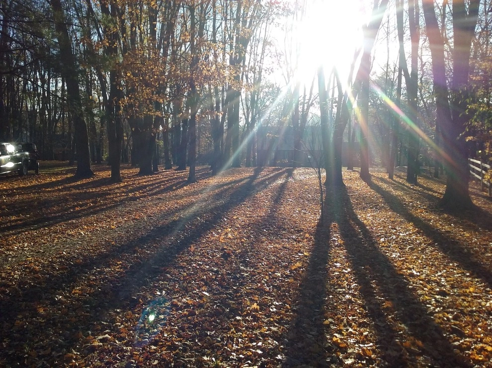 Leaf Removal by A Classic Cut Lawn Care - Photo 2