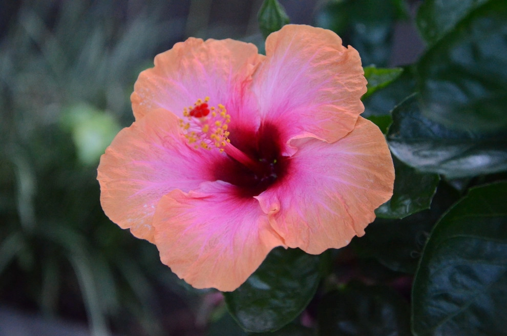 Landscape Choices by A To Z Sprinklers & Landscape, Inc. - Photo 19