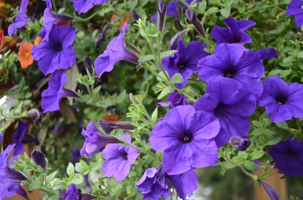 Landscape Choices by A To Z Sprinklers & Landscape, Inc. - Photo 14