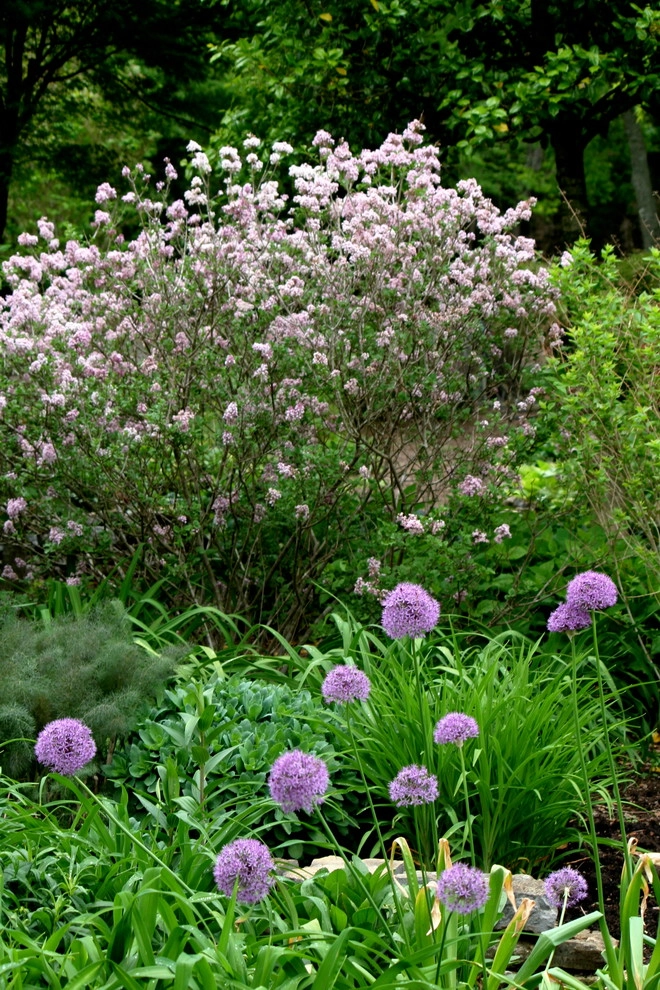 Favorite Spring Flowers by Acer Landscape Services - Photo 6