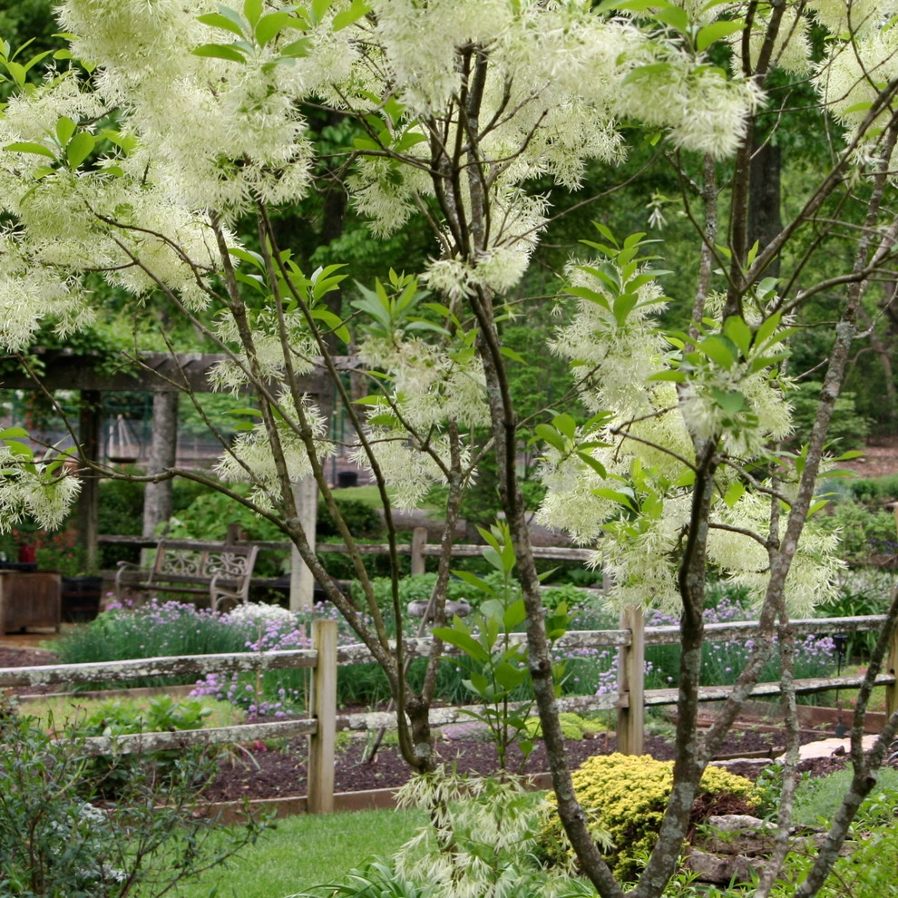 Favorite Spring Flowers by Acer Landscape Services - Photo 5