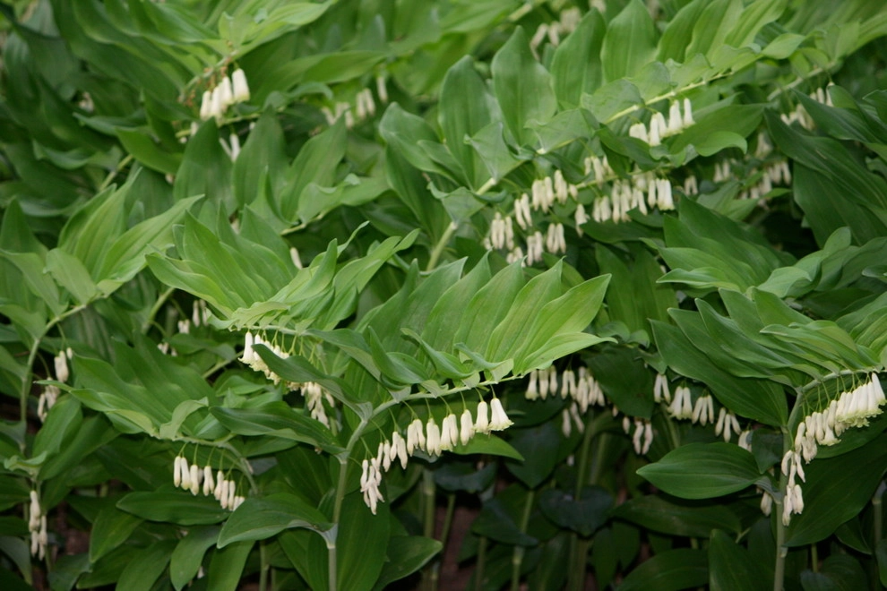 Acer Landscape Services - Photo 3