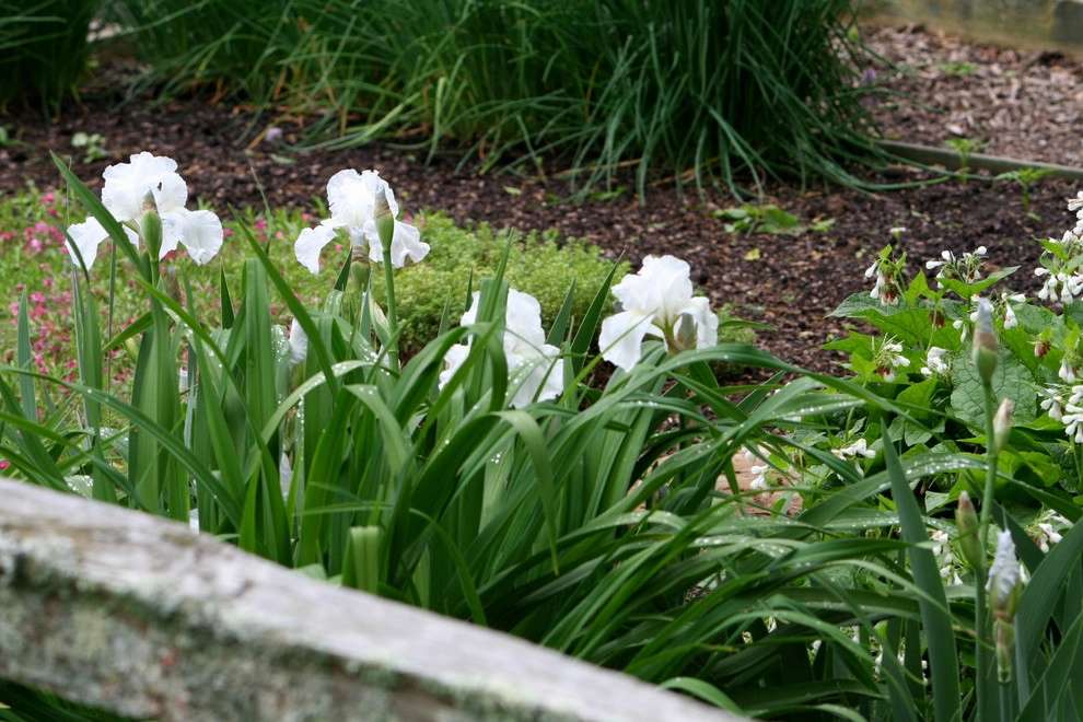 Favorite Spring Flowers by Acer Landscape Services - Photo 2
