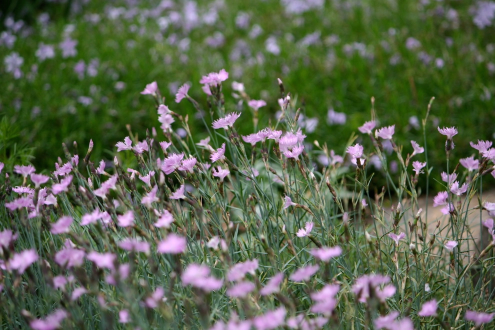Favorite Spring Flowers by Acer Landscape Services - Photo 3