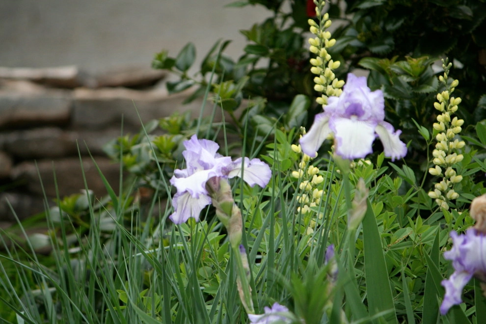 Favorite Perennials by Acer Landscape Services - Photo 4