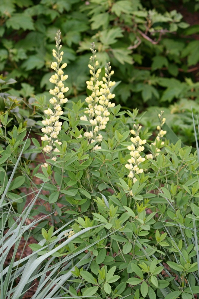 Favorite Perennials by Acer Landscape Services - Photo 3