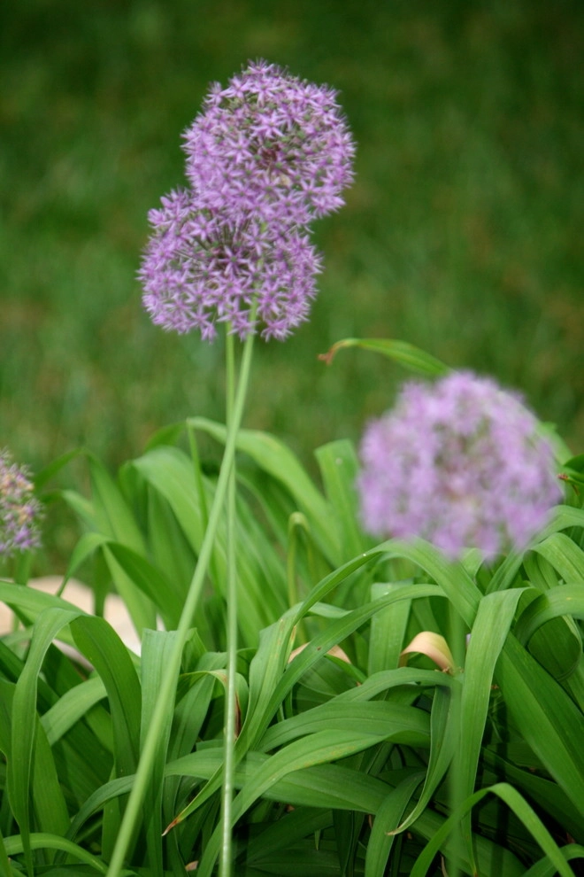Favorite Perennials by Acer Landscape Services - Photo 2