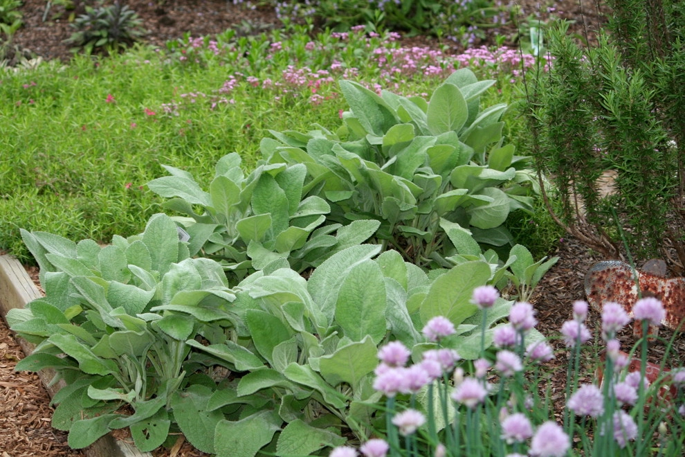 Garden Design Ideas by Acer Landscape Services - Photo 7